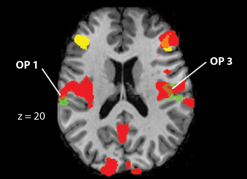 Metaphors Make Brains Touchy Feely